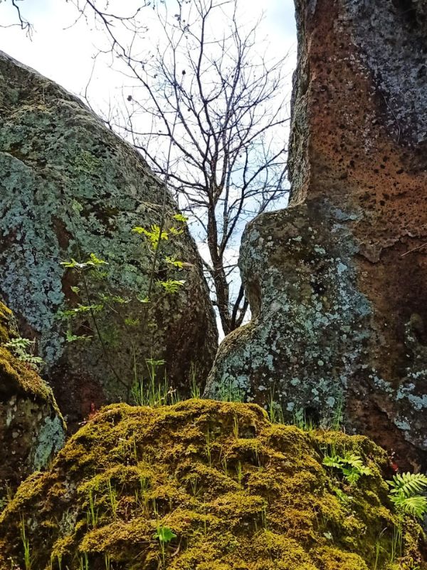 Locandina alberi e riciclo della carta a Calcata
