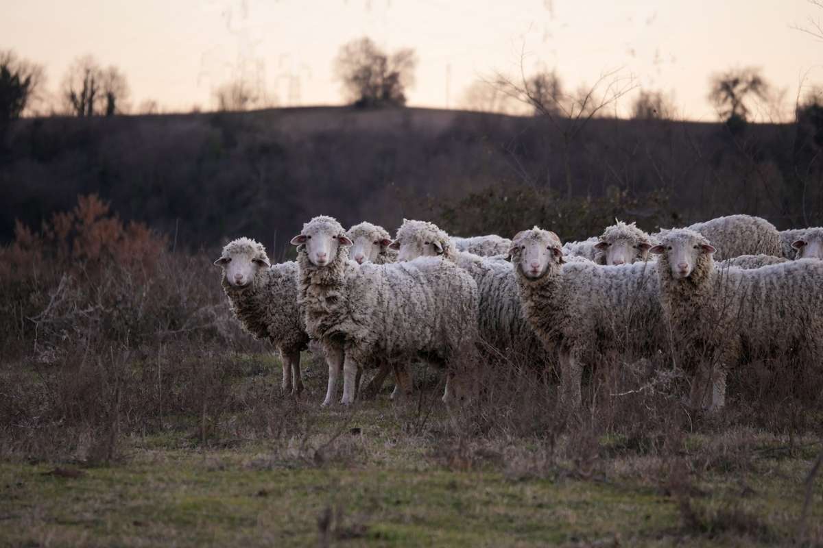 prati e pascoli fattoria lucciano