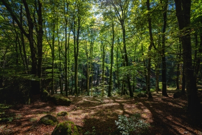 Tra i maestosi giganti nella faggeta del Monte Cimino