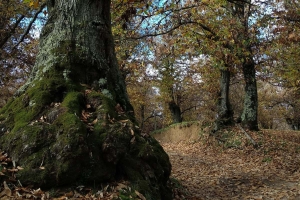 Il Santuario della Madonna del Ruscello, i secolari castagneti di Vallerano e l&#039;Eremo di S.Leonardo