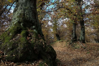 Il Santuario della Madonna del Ruscello, i secolari castagneti di Vallerano e l&#039;Eremo di S.Leonardo
