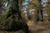 Il Santuario della Madonna del Ruscello, i secolari castagneti di Vallerano e l'Eremo di S.Leonardo