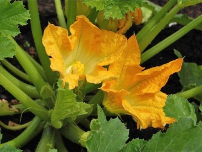 Festa dei SS. Gratiliano e Felicissima e Sagra della Zucchina in fiore 2023