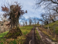 Canepina e il frutteto di alberi di pane