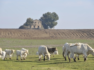 Visita e pranzo in azienda agricola Sansoni