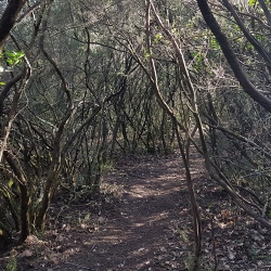 Ginestre nel Monumento Naturale WWF Pian Sant'Angelo